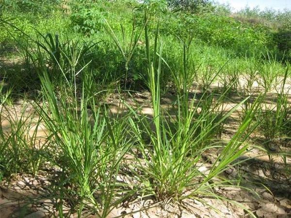 Cỏ Mần Trầu và một số công dụng đối với sức khỏe