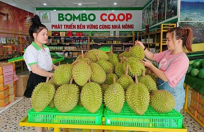 Sầu riêng Ba Đảo trồng theo tiêu chuẩn VietGAP.