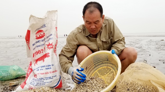 Thứ đặc sản ở quê xưa cho không ai lấy, nay là “mỏ vàng ” dân đổ xô đi bắt kiếm nửa triệu/ngày