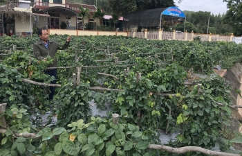 Hơn nửa thế kỷ gìn giữ cây sâm tổ núi Dành và hành trình lan tỏa sâm tiến vua