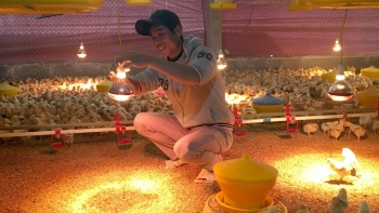 Người chăn nuôi chủ động tái đàn sau Tết Nguyên đán