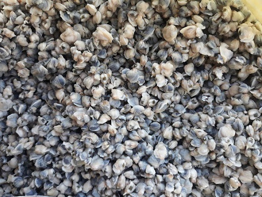 Thứ đặc sản ở quê xưa cho không ai lấy, nay là “mỏ vàng ” dân đổ xô đi bắt kiếm nửa triệu/ngày