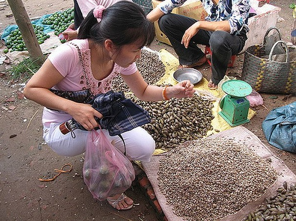 Thứ đặc sản ở quê xưa cho không ai lấy, nay là “mỏ vàng ” dân đổ xô đi bắt kiếm nửa triệu/ngày