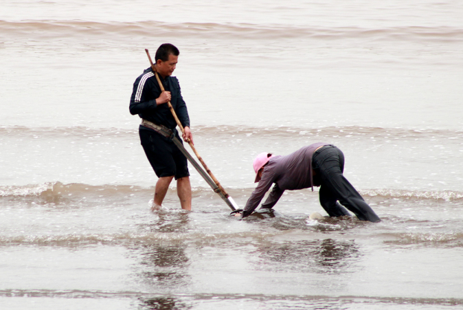 Thứ đặc sản ở quê xưa cho không ai lấy, nay là “mỏ vàng ” dân đổ xô đi bắt kiếm nửa triệu/ngày