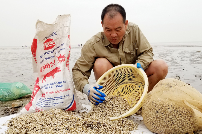 Thứ đặc sản ở quê xưa cho không ai lấy, nay là “mỏ vàng ” dân đổ xô đi bắt kiếm nửa triệu/ngày