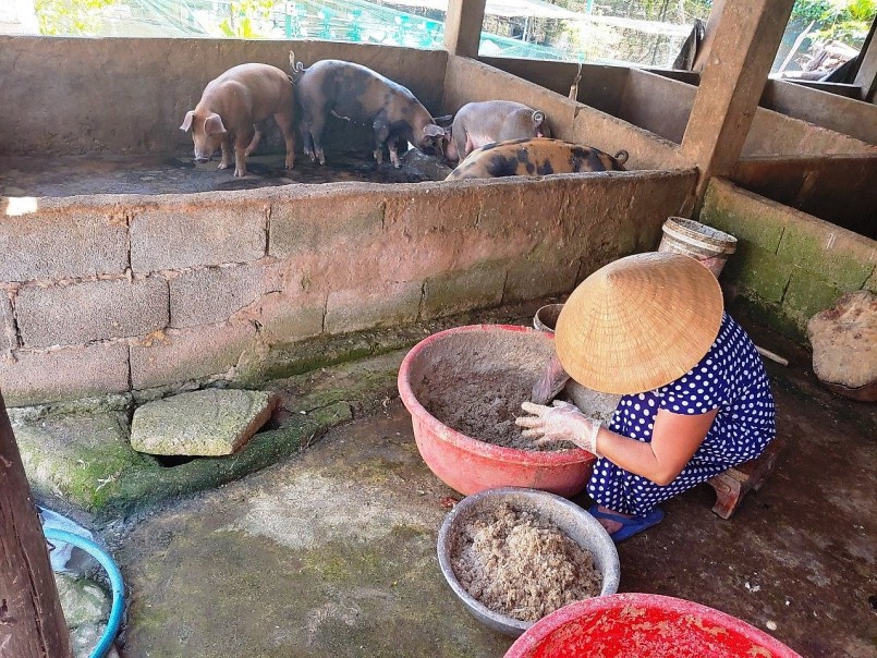 Bà Lan làm thức ăn cho đàn heo con