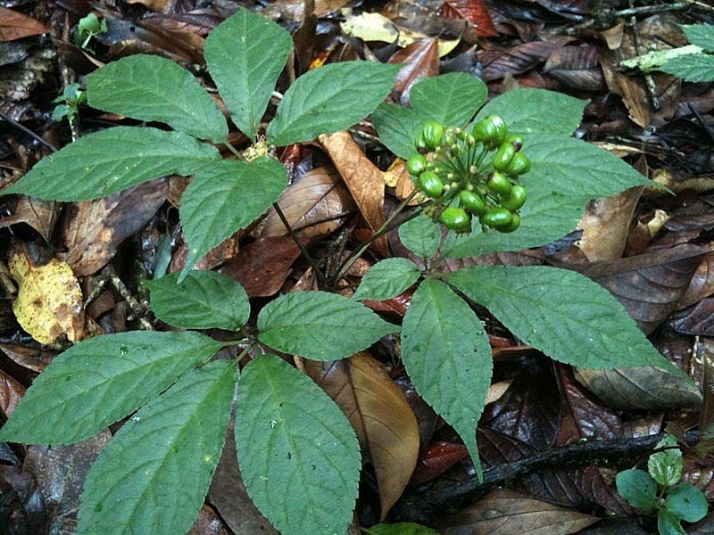 Sâm Ngọc Linh còn được gọi là sâm Việt Nam