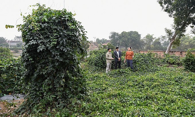 Cây sâm tổ gần 70 năm hiện đã cao quá đầu người trong vườn nhà ông Đăng.