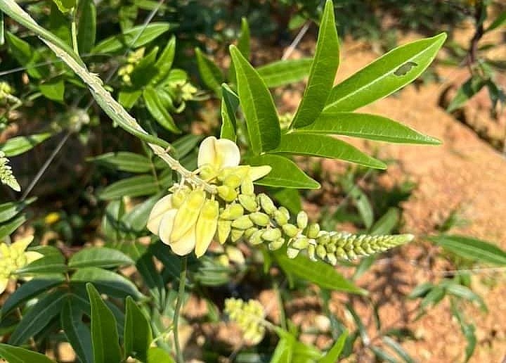 Hoa sâm núi Dành cũng được sử dụng để chế biến thành các loại trà có giá trị cao.