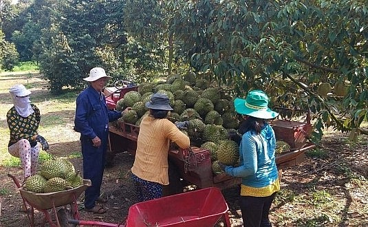 Thu hoạch sầu riêng tại HTX 