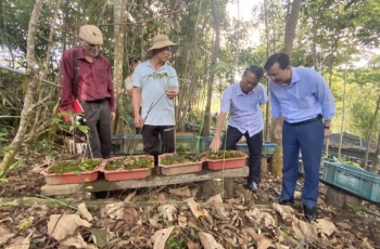 Nhà nông có thu nhập tiền tỷ nhờ trồng cây "quốc bảo Việt Nam"
