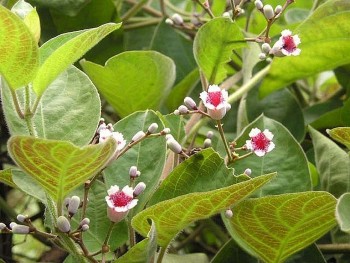 Lá mơ lông dễ dùng dễ kiếm, còn là "bí kíp dân gian" cho nhiều loại bệnh