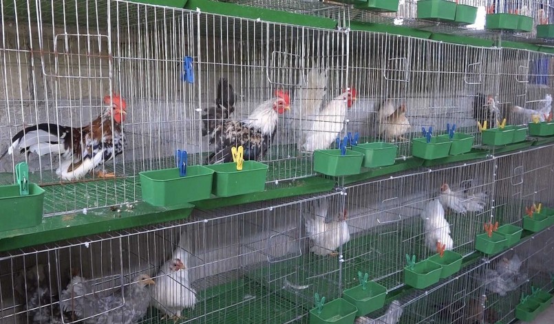 Đàn gà tre Thái của anh Tuấn sinh trưởng phát triển tốt và cho hiệu quả kinh tế cao.