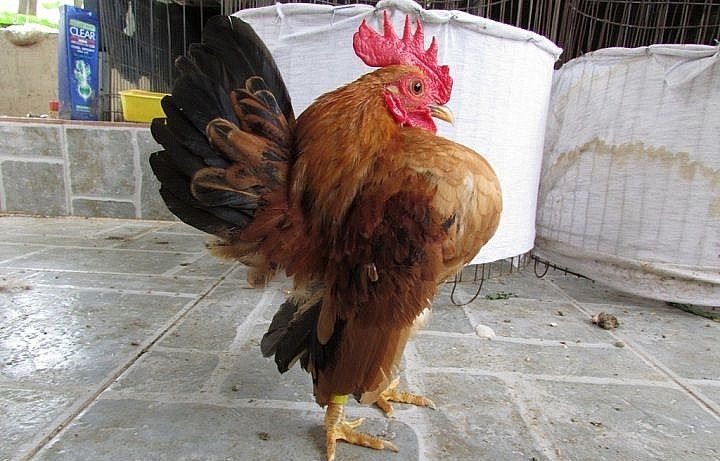 Giống gà tre Thái với vẻ đẹp cuốn hút ược ưa chuộng để chọn làm gà kiểng. 