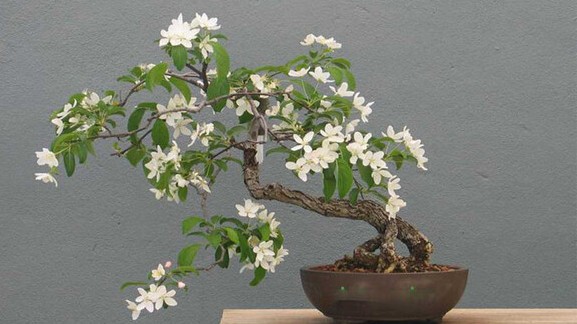 Những loại cây cảnh trồng trong nhà vừa hút ẩm chống nồm lại diệt nấm mốc cực tốt