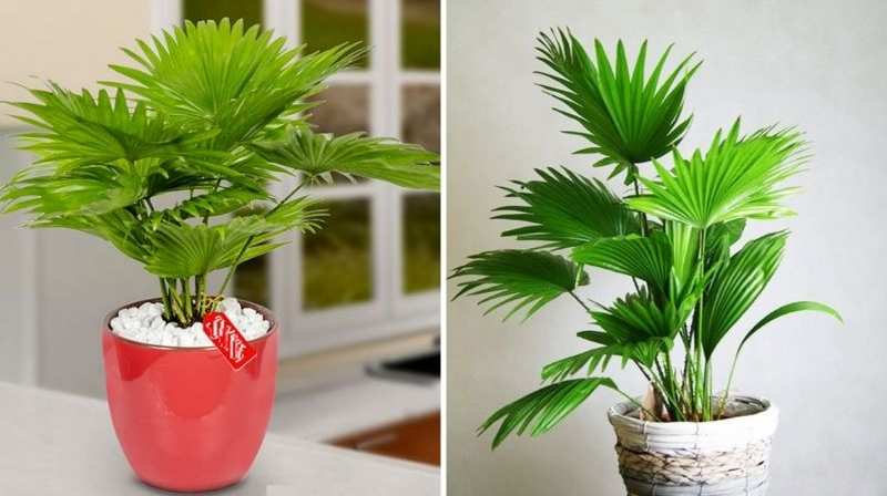 Trong nhà có 9 cây này quanh năm khô ráo, vừa hút ẩm chống nồm lại diệt nấm mốc cực tốt