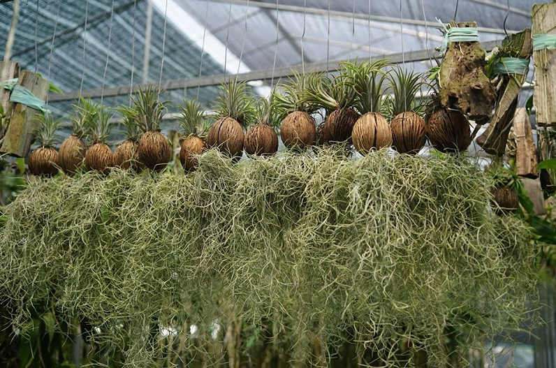 Trong nhà có 9 cây này quanh năm khô ráo, vừa hút ẩm chống nồm lại diệt nấm mốc cực tốt