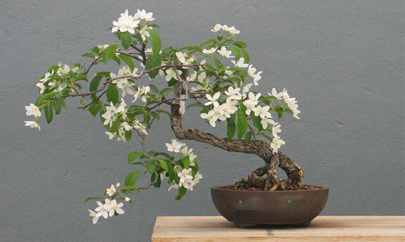 Trong nhà có 9 cây này quanh năm khô ráo, vừa hút ẩm chống nồm lại diệt nấm mốc cực tốt