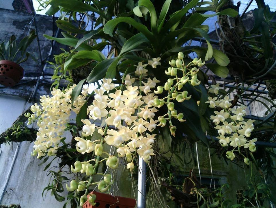 Trong nhà có 9 cây này quanh năm khô ráo, vừa hút ẩm chống nồm lại diệt nấm mốc cực tốt