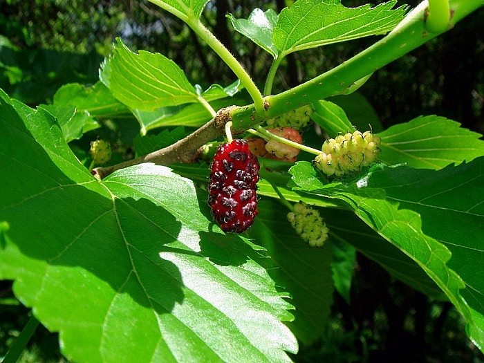 Cây dâu tằm còn được gọi với các tên như dâu cang, tầm tang Cây dâu tằm còn được gọi với các tên như dâu cang, tầm tang