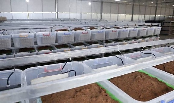 Khu vực ấp trứng dế của Cricket One.