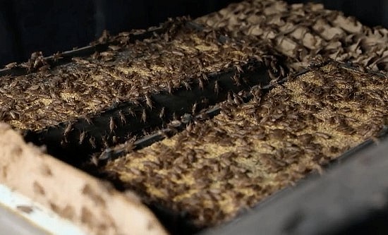 Cricket One đã lọt top 3 doanh nghiệp ngành dế của thế giới.