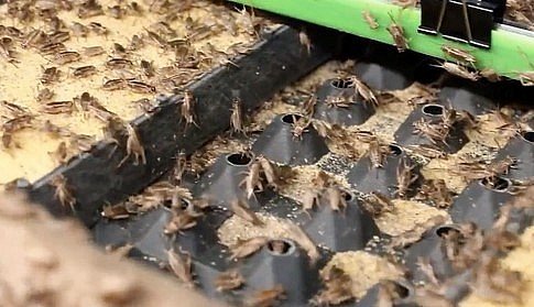 Dế nhỡ và dế trưởng thành.