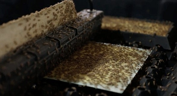 1 thùng nuôi có 5 sáng chế độc quyền của Cricket One.