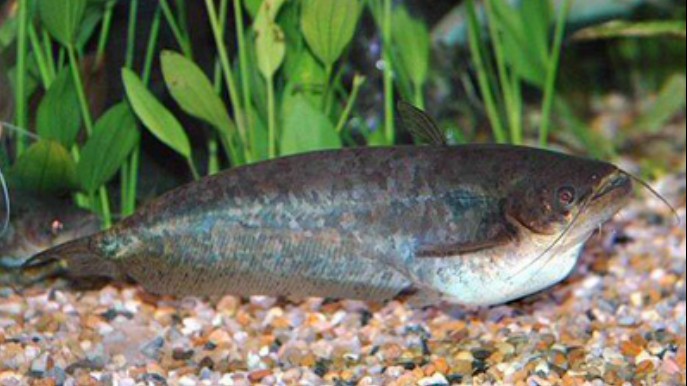 Loại cá xưa không ai biết, giờ thành đặc sản nổi tiếng không phải cứ có tiền là mua được