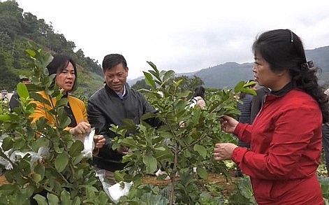 Chị Trần Thị Nam thu lợi nhuận 100 triệu đồng từ cây ổi.