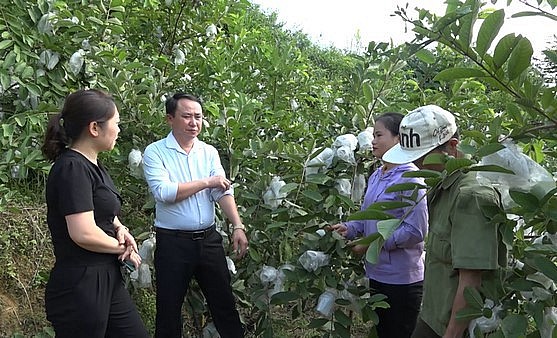 Chị Tỷ (thứ 2 phải ảnh) chia sẻ kinh nghiệm trồng cây ổi.