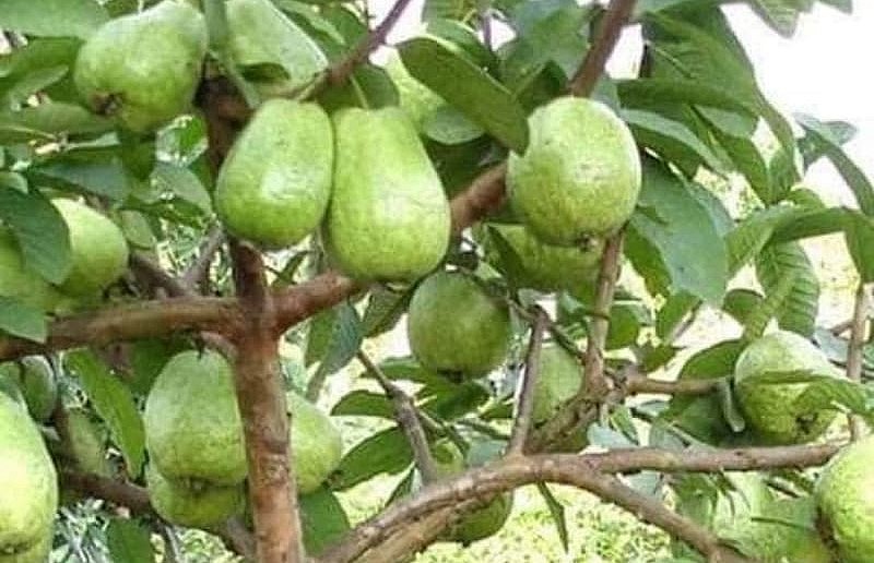 Giống ổi lê Đài Loan phù hợp với thổ nhưỡng ở vùng cao Lào Cai cho năng suất cao và chất lượng thơm ngon.