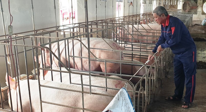 Giá heo hơi hôm nay (09/2) nhiều nơi giá heo tăng 1.000 đồng/kg, có nơi giảm sâu xuống mốc 50.000 đồng/kg. 