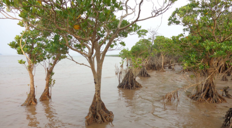 Tiên Yên: Khám phá hệ sinh thái rừng ngập mặn Đồng Rui