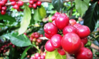 Giá nông sản hôm nay (9/2): Cà phê quay đầu giảm mạnh, hồ tiêu dứt đà tăng khi vượt ngưỡng 60.000 đồng/kg