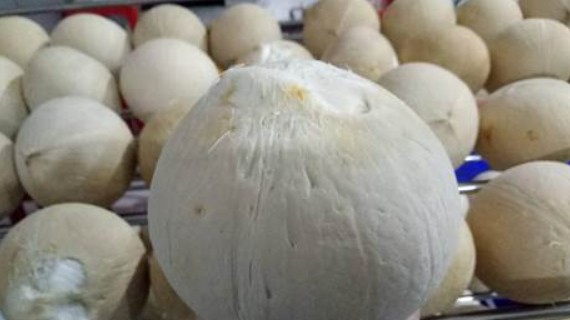 Xuất khẩu dừa tươi sang Hoa Kỳ phải tiến hành phân tích nguy cơ dịch hại