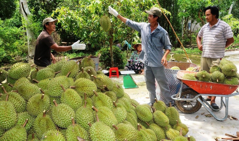 Đang tăng giá kỷ lục, sầu riêng bất ngờ giảm mạnh mất 100 nghìn đồng/kg.