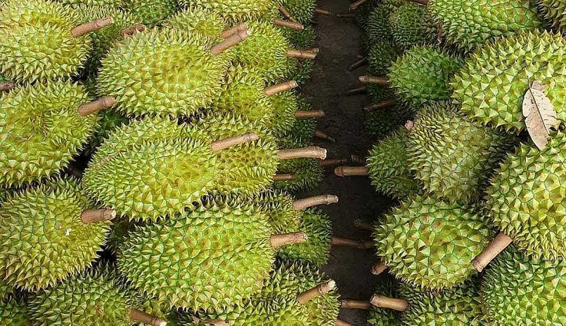 Các doanh nghiệp xuất khẩu ngưng đóng hàng khiến giá sầu riêng giảm mạnh.