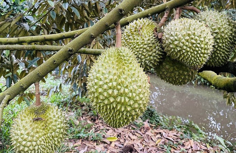 Nhiều nhà vườn chuẩn bị đến vụ thu hoạch sầu riêng thấy lo lắng bởi giá sầu riêng bất ngờ giảm mạnh.