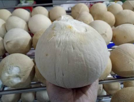 Xuất khẩu dừa tươi sang Hoa Kỳ phải tiến hành phân tích nguy cơ dịch hại