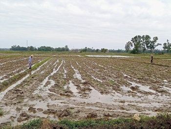 Đà Bắc (Hòa Bình): Đẩy mạnh sản xuất vụ chiêm xuân cho kịp thời vụ