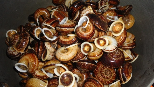 Cách chế biến món ốc núi đá hấp xả rất đơn giản, khi bắt từ rừng về chúng ta rửa qua lớp đất bám trên vỏ ốc bằng nước sạch, không cần ngâm kỹ trong nước như các loại ốc khác mà chỉ rửa sơ qua để giữ lại chất dinh dưỡng. Cách chế biến món ốc núi đá hấp xả rất đơn giản, khi bắt từ rừng về chúng ta rửa qua lớp đất bám trên vỏ ốc bằng nước sạch, không cần ngâm kỹ trong nước như các loại ốc khác mà chỉ rửa sơ qua để giữ lại chất dinh dưỡng.