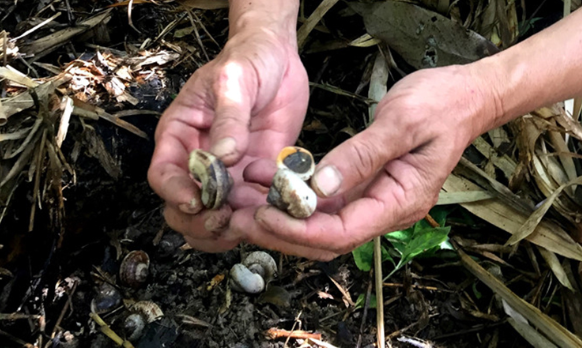 Việc bắt ốc núi cũng không hề dễ dàng vì trời tối, mưa ẩm ướt dễ bị trơn, trượt ngã, ngoài ra đá lởm chởm sắc nhọn nên phải chuẩn bị cả cây gậy để chống đỡ Việc bắt ốc núi cũng không hề dễ dàng vì trời tối, mưa ẩm ướt dễ bị trơn, trượt ngã, ngoài ra đá lởm chởm sắc nhọn nên phải chuẩn bị cả cây gậy để chống đỡ