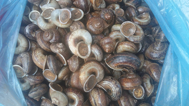Trên thị trường, ốc núi được bán với giá 90.000-150.000 đồng/kg tùy thời điểm Trên thị trường, ốc núi được bán với giá 90.000-150.000 đồng/kg tùy thời điểm