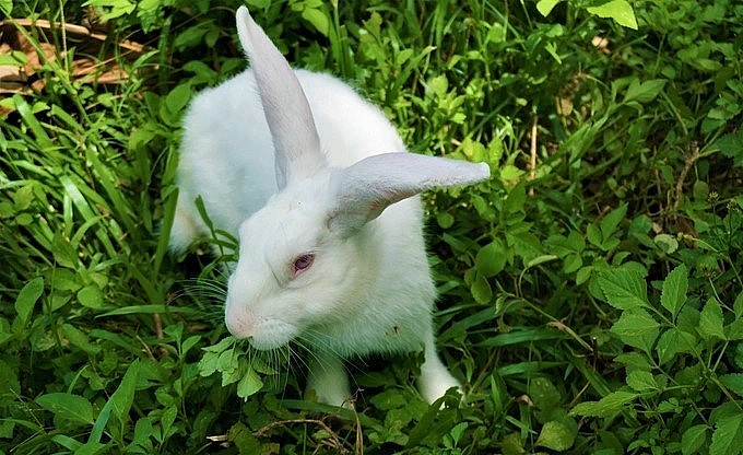 Loài nhút nhát thích ăn cỏ đã giúp Trần Văn Tân có bước ngoặt lớn trong sự nghiệp.