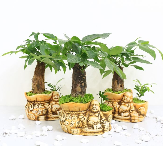 4 loại cây cảnh sẽ bị héo khi tiếp xúc với ánh mặt trời, phát triển tốt khi đặt trong bóng râm