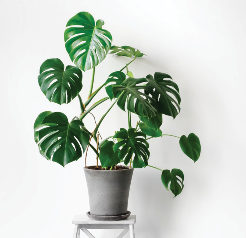 4 loại cây cảnh sẽ bị héo khi tiếp xúc với ánh mặt trời, phát triển tốt khi đặt trong bóng râm