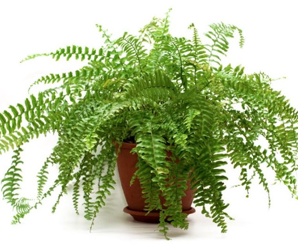 4 loại cây cảnh sẽ bị héo khi tiếp xúc với ánh mặt trời, phát triển tốt khi đặt trong bóng râm