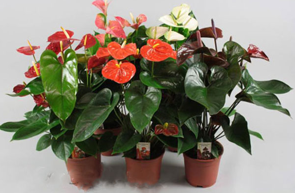 4 loại cây cảnh sẽ bị héo khi tiếp xúc với ánh mặt trời, phát triển tốt khi đặt trong bóng râm