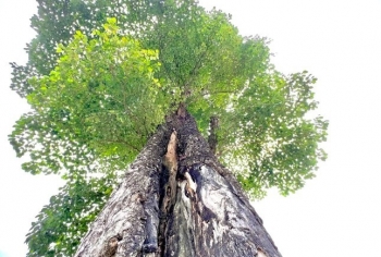 Cây nghiến cô đơn 250 năm tuổi đẹp nhất Việt Nam tạo sức hút ma mị ở Cán Tỷ